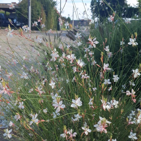 Gaura lindheimeri