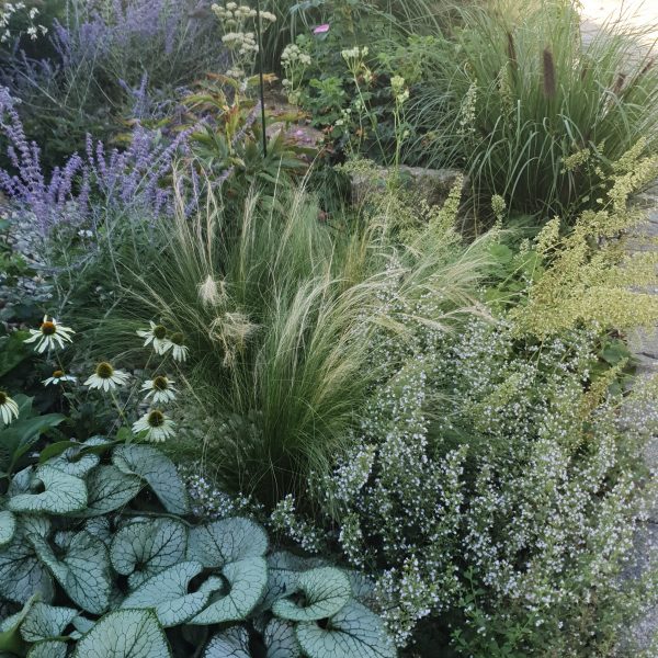 Brunnera macrophylla `Seaheart`, Calamintha nepeta 'Triumphator'