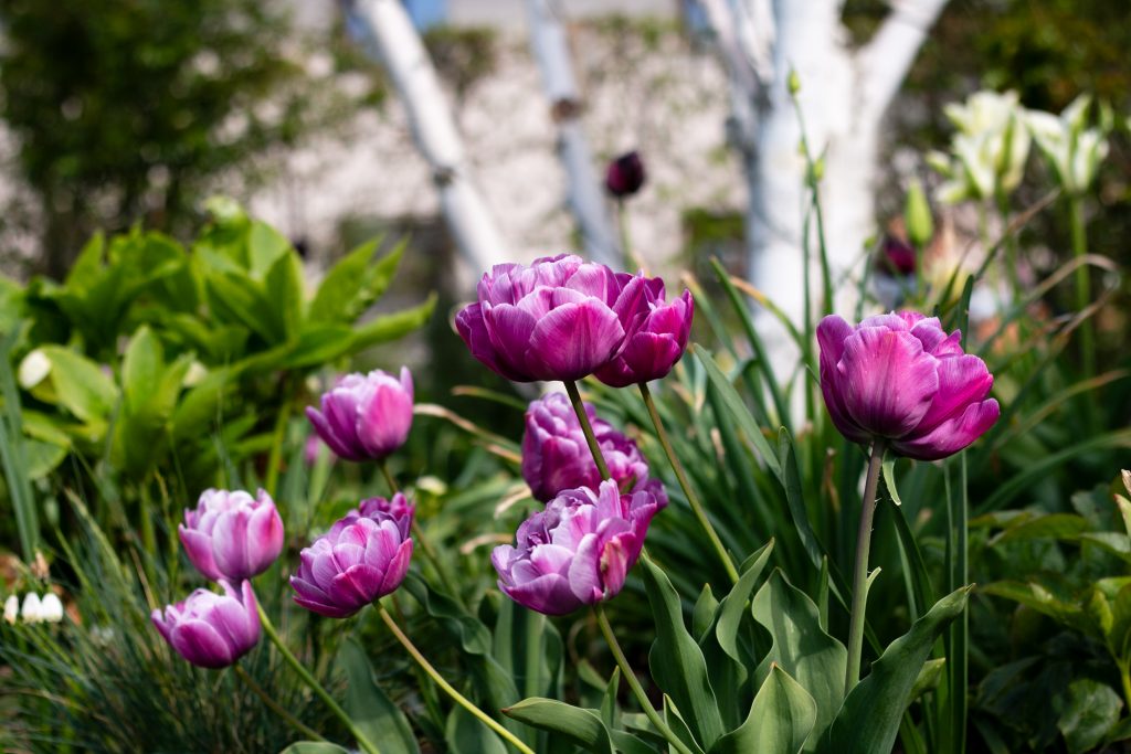 Foto mit Tulpen im Frühjahr