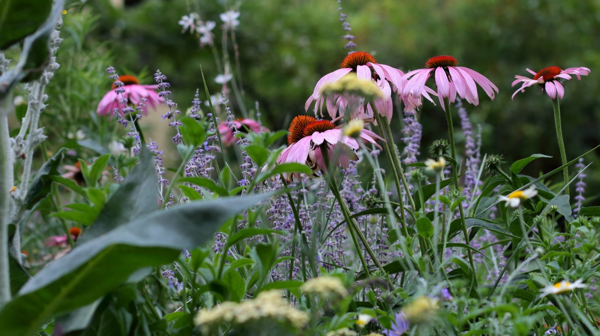 Sonnenhut und Gräser
