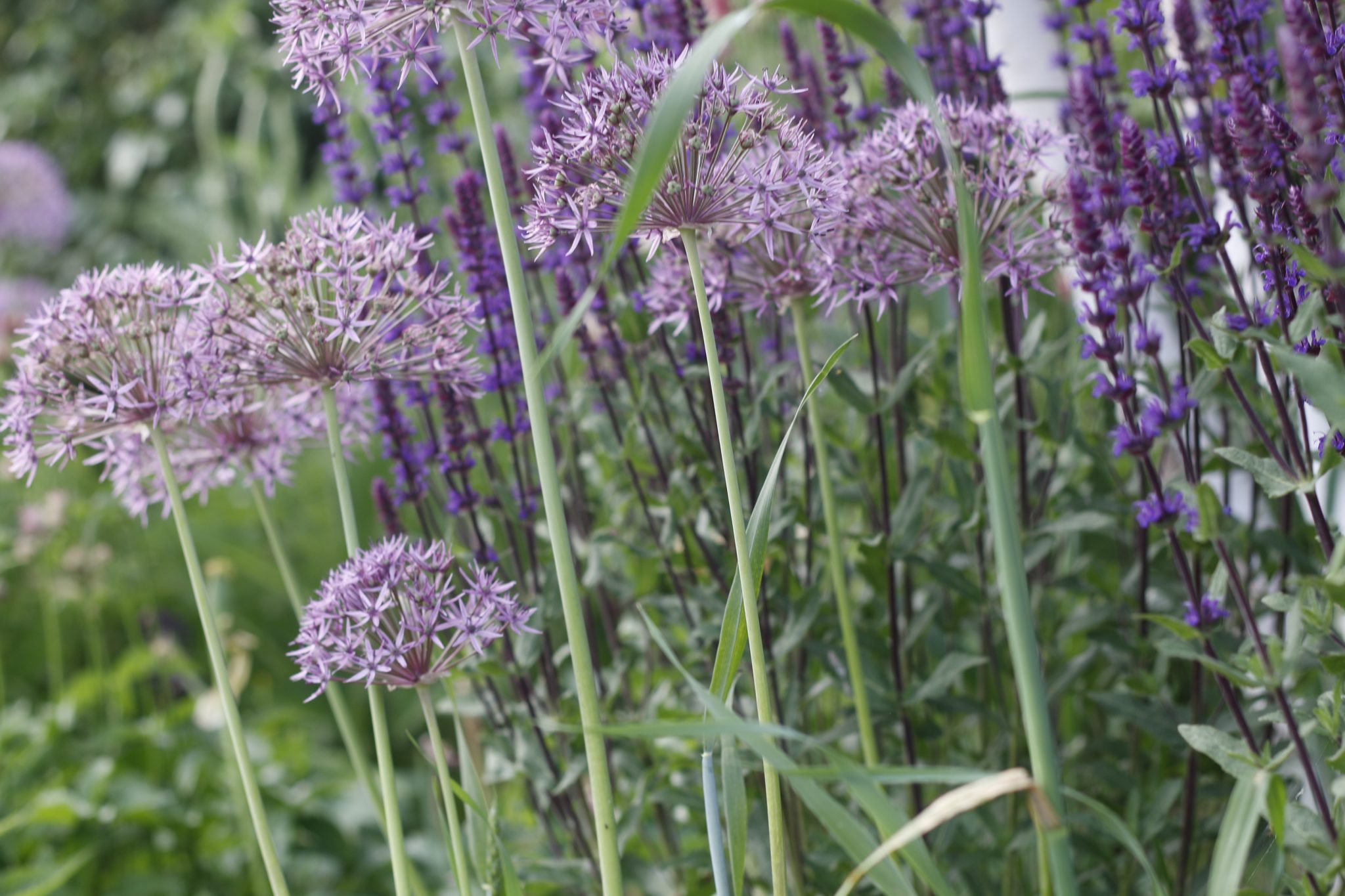 Pflanzplanung Teltow