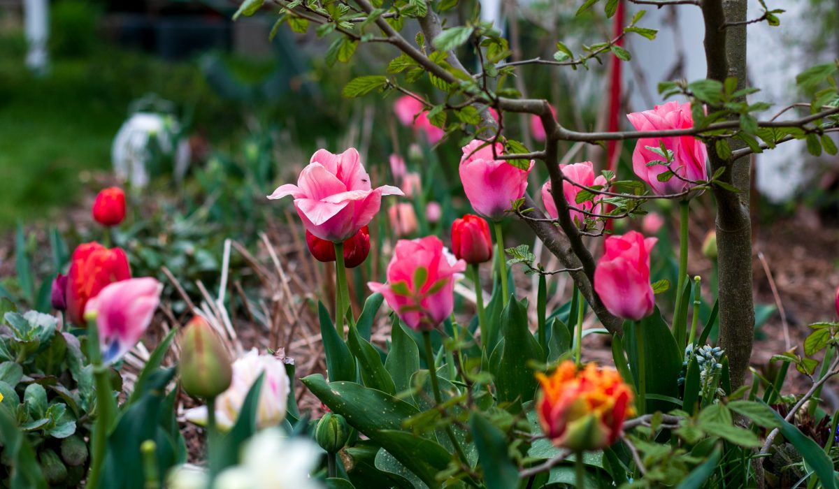 Blütenplanung Fotos Startseite