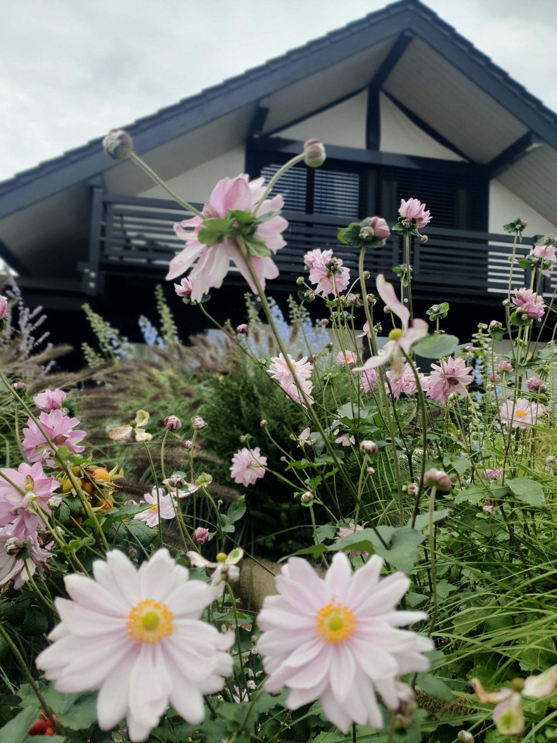 Modernes Haus mt Staudenbeet, Herbstanemone